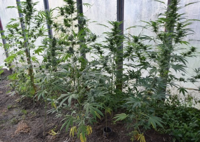Foto: Policajti pozbierali úrodu pestovateľovi marihuany, rastliny sušil v kotolni