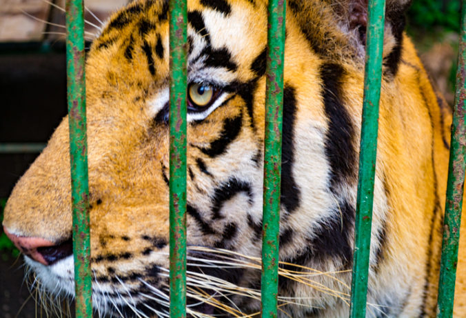 Tigre uviazli v malých klietkach na hraniciach, zoo v Pozani sa pokúsi zvieratá zachrániť