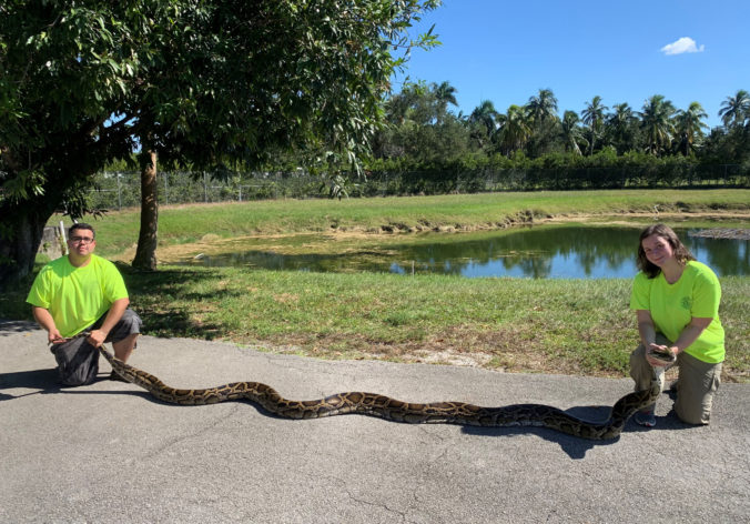 Foto: Na Floride pochytali viac ako 3600 pytónov, samica merala viac ako päť a pol metra