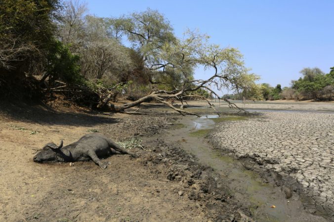 Sucho zabilo desiatky slonov, nedostatok vody v Mana Pools trápi aj ďalšie zvieratá