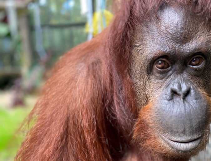 Samica orangutana, ktorej súd priznal štatút osoby, si zvyká na nový domov