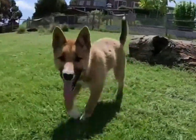 Video: Na dvore našli čistokrvné šteňa psa dingo, Wandi sa stal hviezdou na Instagrame