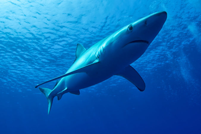 V tele žraloka našli ľudské predlaktie a svadobnú obrúčku, mohli byť nezvestného turistu