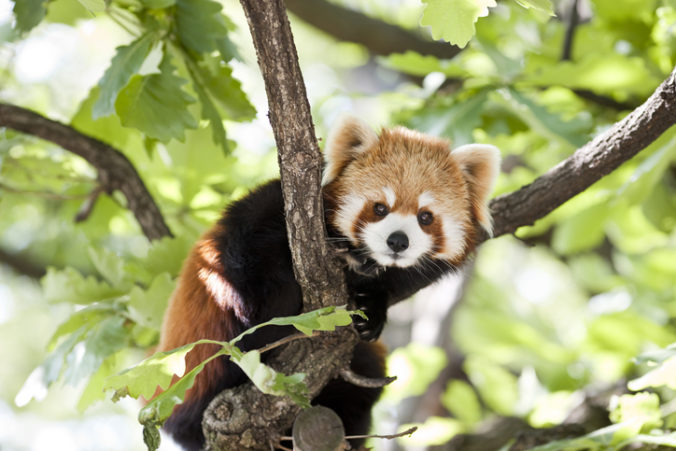 Zo zoologickej záhrady utiekla panda červená, prekvapila motoristu na ceste