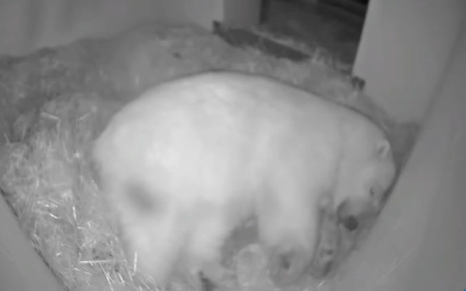 Video: Zoo v Ohiu oslavuje narodenie medveďa bieleho, mláďa budú sledovať kamerami