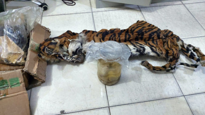Foto: Polícia v Indonézii našla kožušinu ohrozeného tigra sumatrianskeho a štyri embryá v pohári