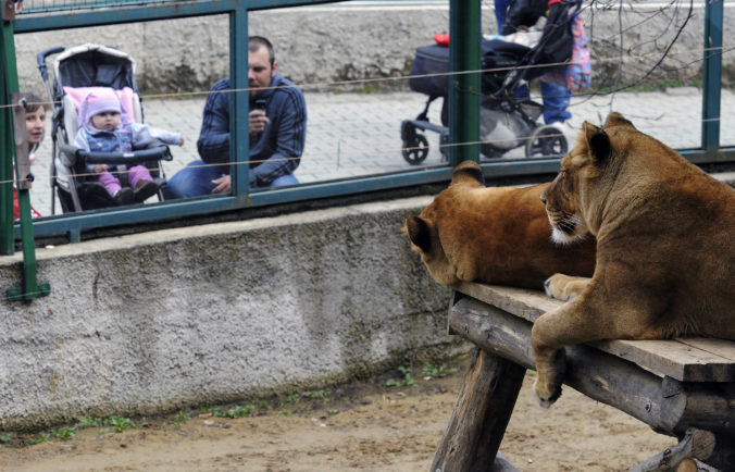 Zoologická záhrada Košice oslavuje okrúhle výročie, pripomína si 40 rokov od svojho založenia