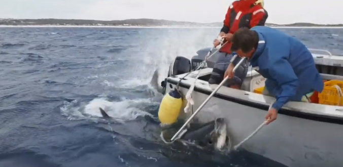 V Západnej Austrálii došlo k smrteľnému útoku žraloka
