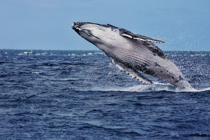 Ochrane veľrýb by mala pomôcť nová technológia, chcú ich monitorovať z vesmíru