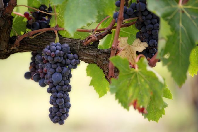 Špeciálna živica LANXESS odstraňuje z vína škodlivé látky