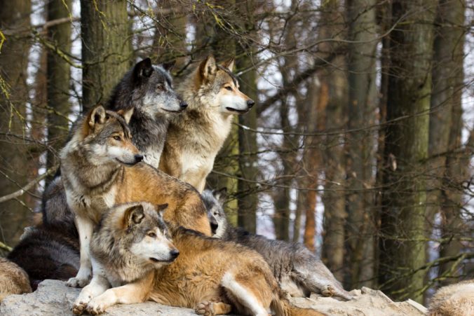 Takmer po sto rokoch uvideli v americkom štáte Colorado prvú svorku vlkov