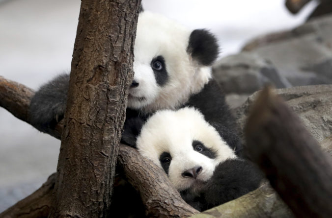 Berlínska zoo má nové hviezdy, pandy Pit a Paule zažili premiéru v žiari reflektorov (video)