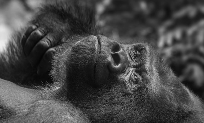 Štyri vzácne gorily zabil blesk, ich telá našli v Národnom parku Mgahinga