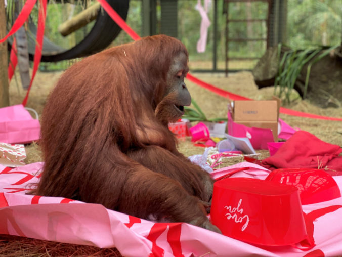 Samica orangutana, ktorej súd priznal štatút osoby, má nového priateľa