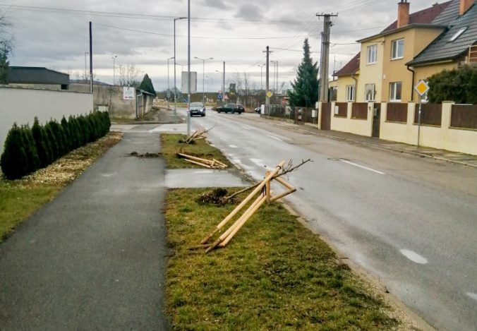 Neznámy páchateľ v Trenčíne vytrhal nové stromoradie, polícia po vandalovi už pátra (foto)