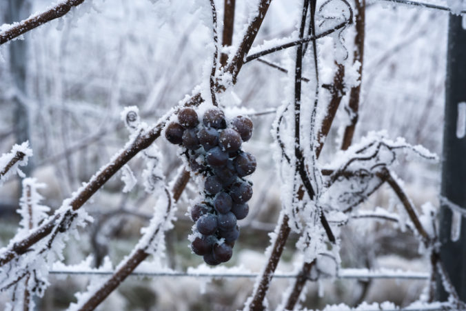 Vinárom sa po prvý raz nepodaril zber hrozna na vzácne ľadové víno, môže za to príliš teplá zima