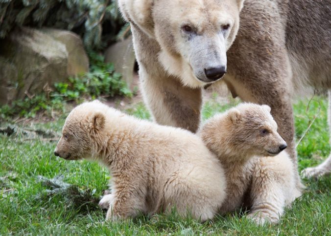 Mláďatá medveďa bieleho mali premiéru v holandskej zoo, uskutočnila sa však bez publika