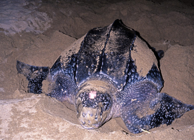 Na záchranu kožatiek veľkých zostáva desať rokov, inak najväčšie morské korytnačky vyhynú