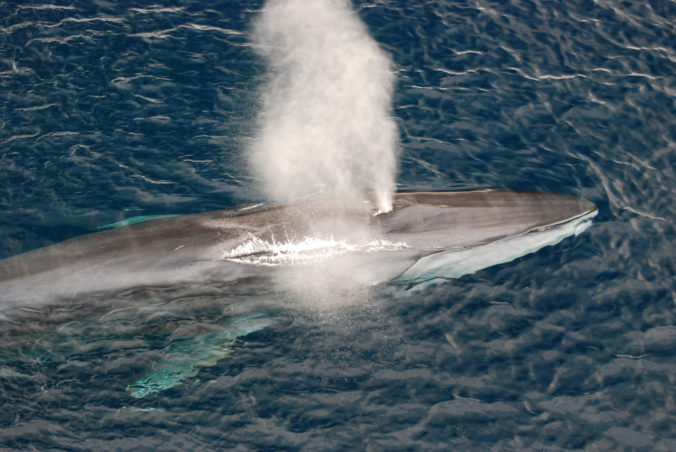Pokoj pri pobreží južného Francúzska prilákal veľryby, ktoré sa inak držia ďalej od brehu