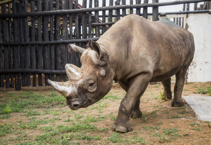 V Rwande zomrel čierny nosorožec Manny zo Safari Parku Dvůr Králové, presnú príčinu smrti ešte nestanovili