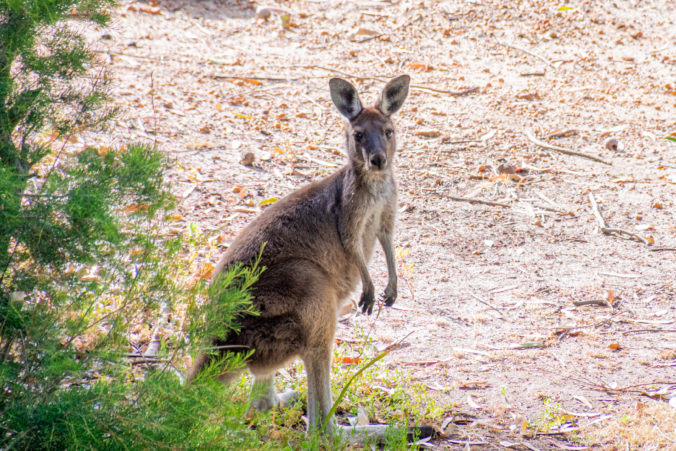 Do centra austrálskeho Adelaide sa vybrala kengura, odvahu jej dodalo vyľudnené mesto (video)
