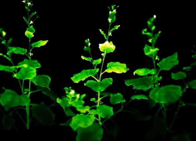 Vedci vypestovali svietiace rastliny, vyžarujú jasné zelené svetlo (video)
