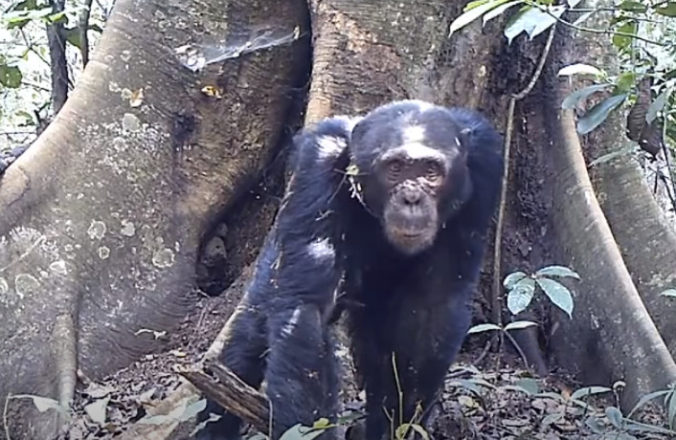 Budúcnosť šimpanzov v Nigérii je v ohrození, ochranárka prírody sa obáva aj koronavírusu