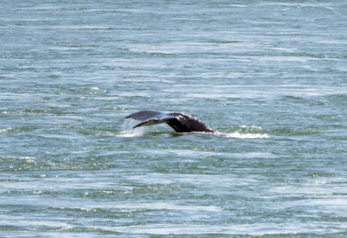 Vráskavec dlhoplutvý sa zatúlal do vôd pri Montreale, zrejme zablúdil pri hľadaní potravy (video)