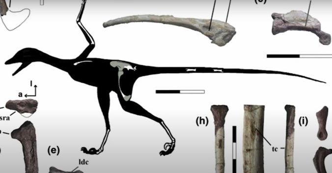 V Patagónii objavili nový druh mäsožravého dinosaura, vedcov prekvapila jeho stavba tela