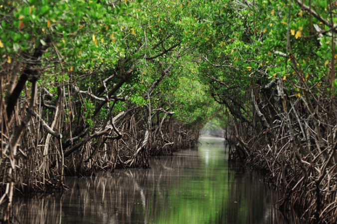 Mangrovníkové lesy sú ohrozené stúpaním morí, podľa vedcov bez zníženia emisií neprežijú