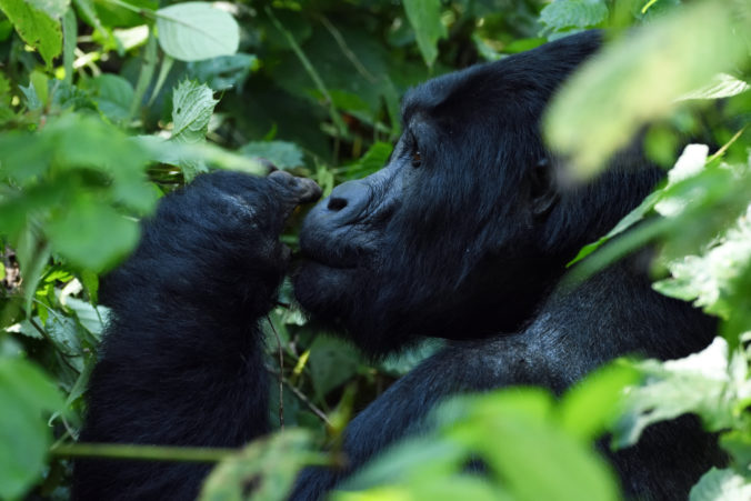 Lovci zabili ohrozenú gorilu, za smrť Rafikiho im hrozí doživotie alebo päťmiliónová pokuta