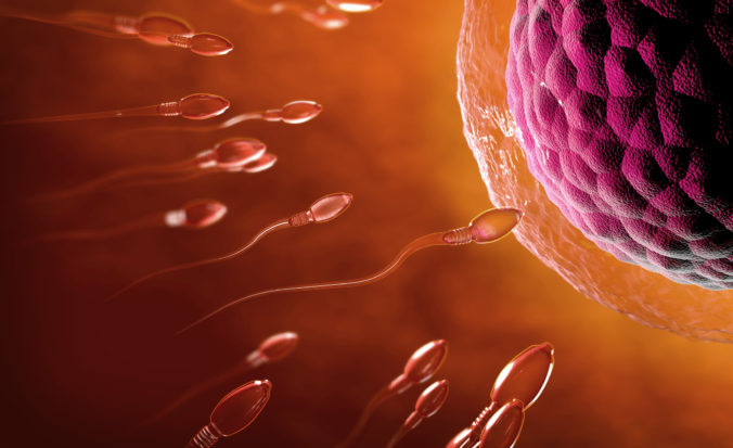 Ženské vajíčka si vyberajú úspešné spermie na oplodnenie, tvrdí nová vedecká štúdia