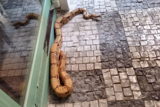 Vydesená žena zalarmovala políciu, v centre Prahy sa plazil dvojmetrový had škrtič