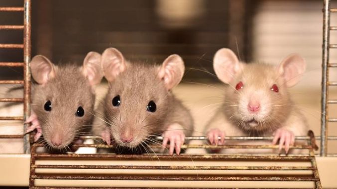 Potkany nazbierajú cestou „z poľa na vidličku“ viacero koronavírusov, tvrdia vedci