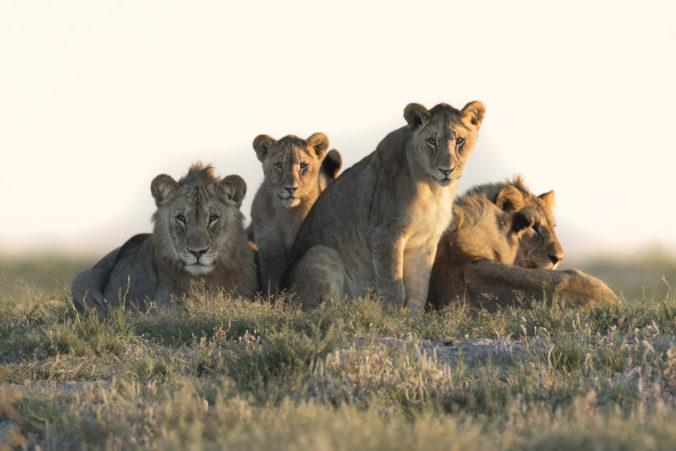 Austrálsky vedec navrhuje presnejšie sčítanie levov v Afrike pomocou dronov a kamier