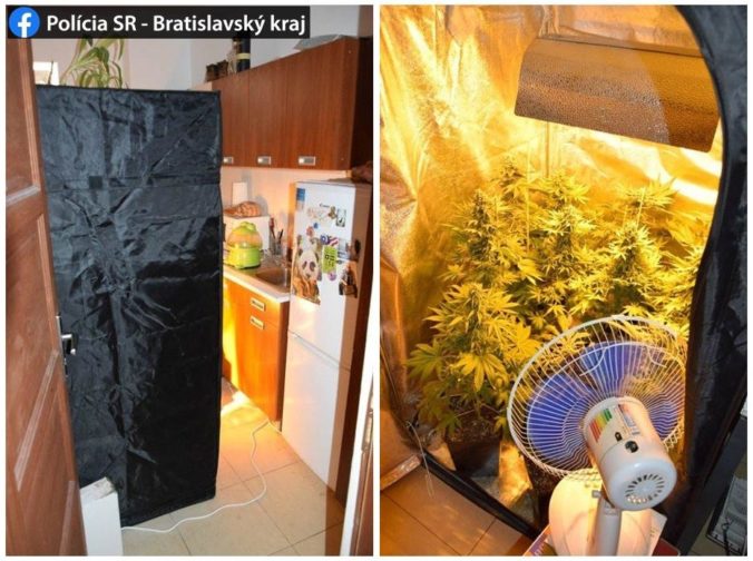Polícia zhabala Bratislavčanovi zelené aj sušené rastliny, mohol vyrobiť až 600 dávok drogy