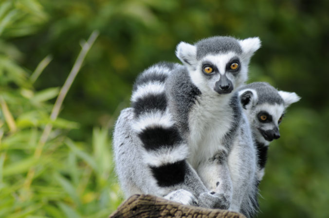 Takmer všetky druhy lemurov na Madagaskare sú ohrozené, tretina je krôčik od vyhynutia
