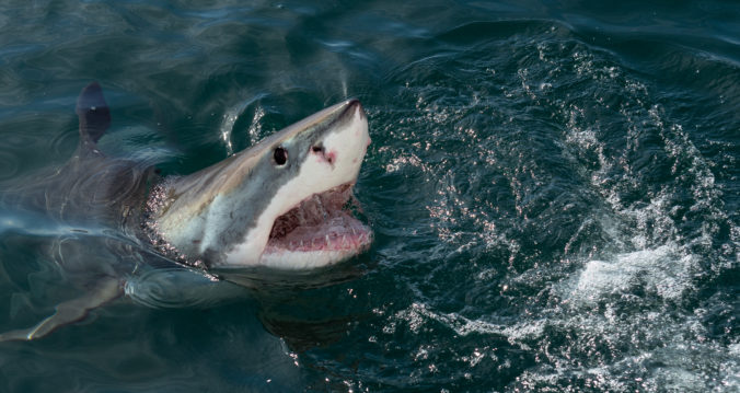 Žralok strhol chlapca z paluby lode a napadol ho, zachránil ho odvážny otec