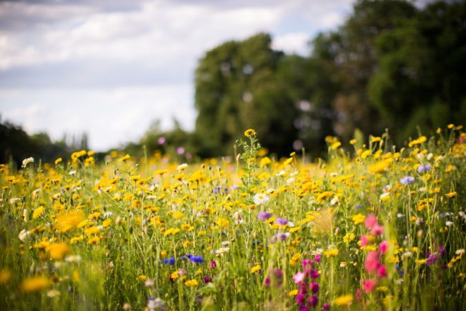 Na sídliskách Vlčince a Hájik v Žiline vzniknú nové kvitnúce lúky, mesto chce biodiverzitu
