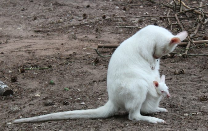 Z nemeckej zoo pravdepodobne ukradli malú albínsku kenguru, bola hviezdnou atrakciou (foto)