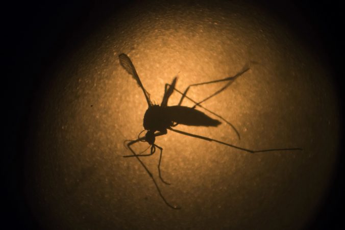 Floridu trápia komáre tropické, nasadia proti nim armádu geneticky modifikovaných komárov