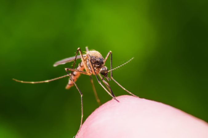 V Devínskej Novej Vsi zakročili proti komárom chemickým postrekom