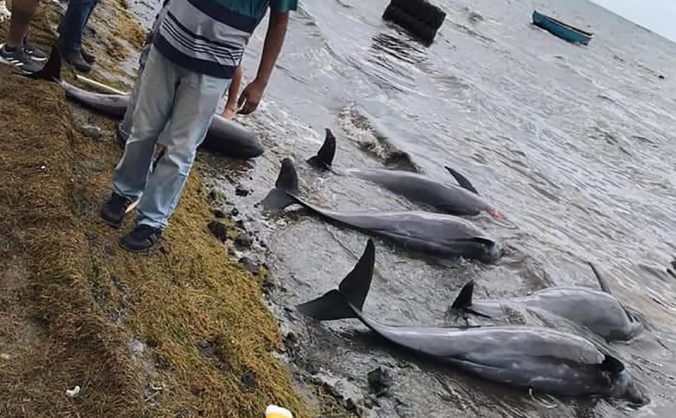 Na pobreží Maurícia našli mŕtve delfíny, smrdeli po nafte