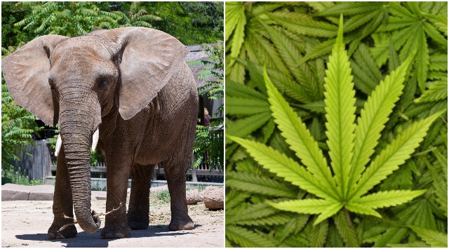 Slony vo varšavskej ZOO sú vystresované, liečiť ich chcú medicínskou marihuanou