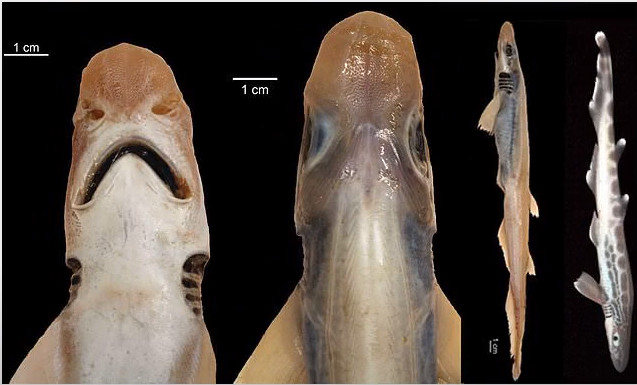 Pri Sardínii chytili neobvyklý exemplár žraloka, nemal žiadne zuby ani pokožku (video)