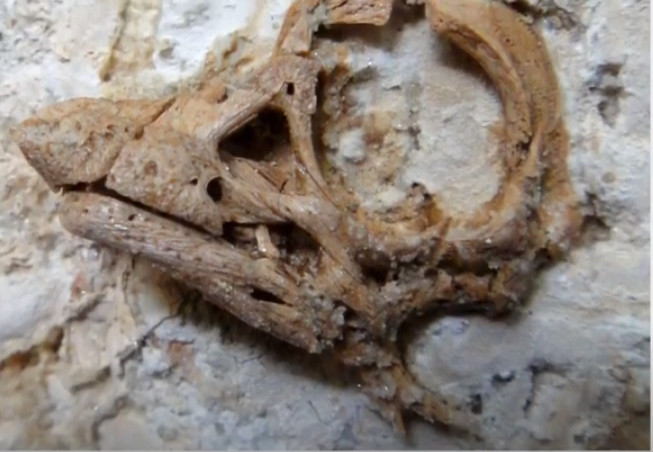 Mimoriadne zriedkavý objav v Patagónii, vedci našli zachované embryo dinosaura sauropoda