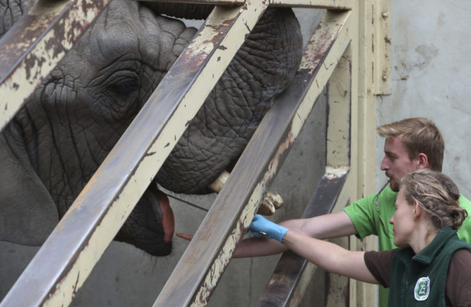 Slony z varšavskej ZOO už pripravujú na testy, chcú zistiť vplyv konopného oleja na ich stres
