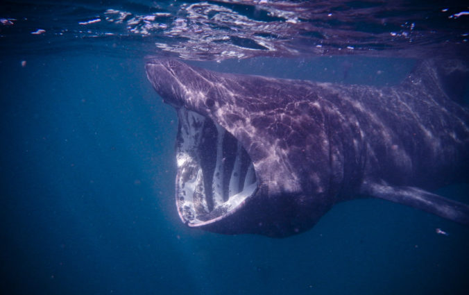 Vedci pozorovali v britských vodách žraloky obrovské, používali pritom robotickú kameru