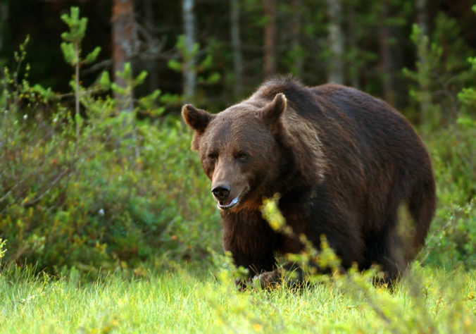 Spišská Belá varuje občanov i turistov, v okolí mesta sa pohybuje takmer 20 medveďov