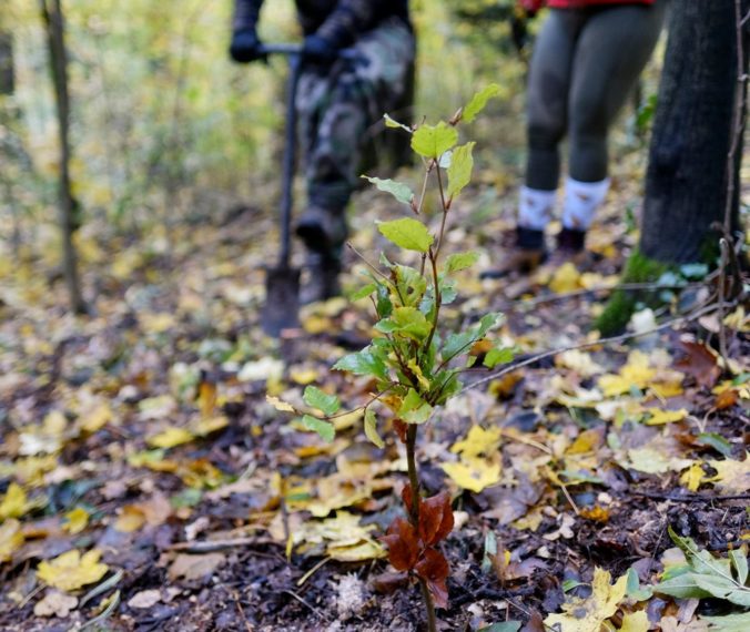 V Horskom parku pribudnú tisícky nových stromov, magistrát Bratislavy začal s výsadbou nových sadeníc